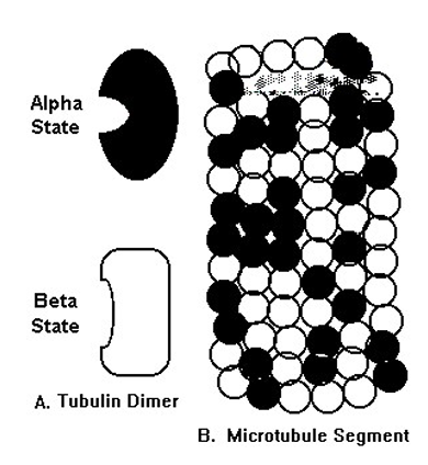 Tubulin conformational states
